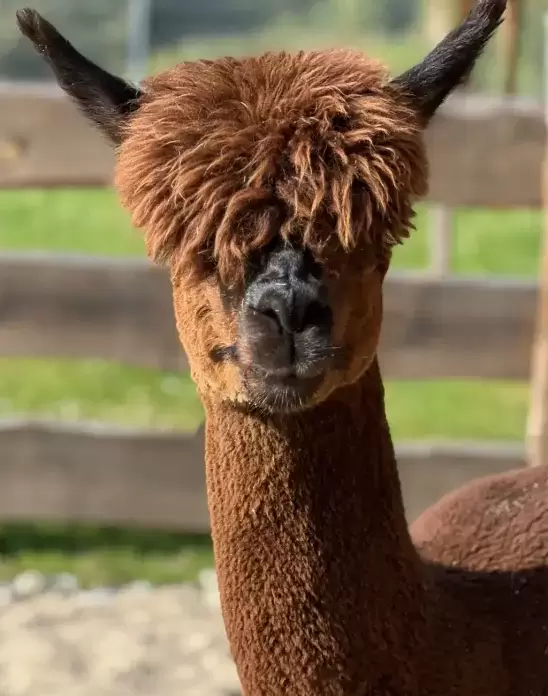 AlpacaPark AlpacaPark Alpaki z winnego wzg rza